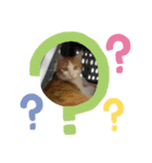 オリにゃんこ（個別スタンプ：12）