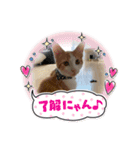 オリにゃんこ（個別スタンプ：15）