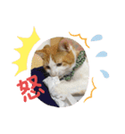 オリにゃんこ（個別スタンプ：16）