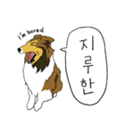 シェルティ大好き 韓国語バージョン（個別スタンプ：5）