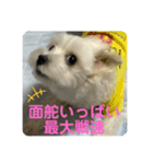 めりるでち❤️20210411（個別スタンプ：1）