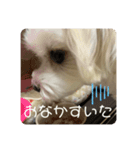 ❤️めりるの思い❤️20210411❤️（個別スタンプ：4）