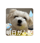 ❤️めりるの思い❤️20210411❤️（個別スタンプ：5）