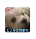 ❤️めりるの思い❤️20210411❤️（個別スタンプ：6）