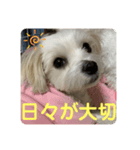❤️めりるの思い❤️20210411❤️（個別スタンプ：7）