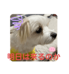 ❤️めりるの思い❤️20210411❤️（個別スタンプ：8）