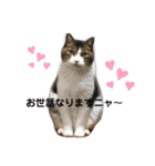 ニャンコの返事2（個別スタンプ：1）