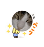 ニャンコの返事2（個別スタンプ：8）