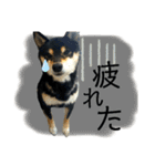 柴犬 黒柴きのこの日常5 毎日使える編（個別スタンプ：24）