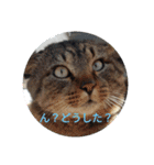 えりちんズニャンコ（個別スタンプ：3）