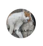 えりちんズニャンコ（個別スタンプ：12）