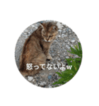 えりちんズニャンコ（個別スタンプ：15）
