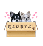 チワワのジャビとココに癒されたい（個別スタンプ：16）