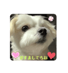 ちーたんの日々（個別スタンプ：4）