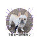 フレブルこたろうさん（個別スタンプ：1）