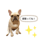 フレブルこたろうさん（個別スタンプ：3）