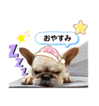 フレブルこたろうさん（個別スタンプ：4）