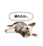 フレブルこたろうさん（個別スタンプ：5）
