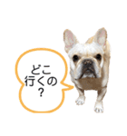 フレブルこたろうさん（個別スタンプ：6）