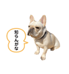 フレブルこたろうさん（個別スタンプ：9）