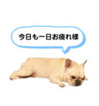 フレブルこたろうさん（個別スタンプ：12）