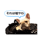 フレブルこたろうさん（個別スタンプ：14）