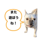 フレブルこたろうさん（個別スタンプ：16）