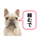 フレブルこたろうさん（個別スタンプ：19）