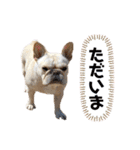 フレブルこたろうさん（個別スタンプ：20）