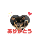 豆柴ココアの挨拶スタンプ（個別スタンプ：12）