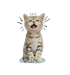 猫のミキ（個別スタンプ：23）