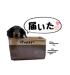 キャバックス❤︎エイト＆ポピー①（個別スタンプ：10）