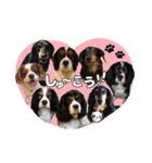 キャバックス❤︎エイト＆ポピー①（個別スタンプ：12）