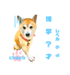 四字熟語のお勉強 レベル  小 ⅶ (最終)（個別スタンプ：1）