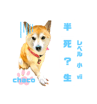 四字熟語のお勉強 レベル  小 ⅶ (最終)（個別スタンプ：5）