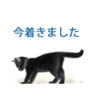 目羅健嗣 猫アートコレクション 5（個別スタンプ：12）