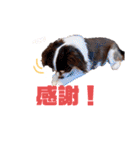 たれ耳チワワあさひくん。（個別スタンプ：6）