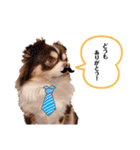 たれ耳チワワあさひくん。（個別スタンプ：9）
