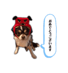 たれ耳チワワあさひくん。（個別スタンプ：10）