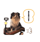 たれ耳チワワあさひくん。（個別スタンプ：11）
