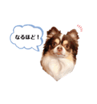 たれ耳チワワあさひくん。（個別スタンプ：12）