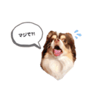 たれ耳チワワあさひくん。（個別スタンプ：13）