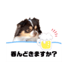 たれ耳チワワあさひくん。（個別スタンプ：15）