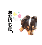 たれ耳チワワあさひくん。（個別スタンプ：20）