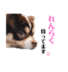 たれ耳チワワあさひくん。（個別スタンプ：25）