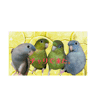うちの子スタンプ2～サザナミインコ～（個別スタンプ：1）