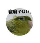 うちの子スタンプ2～サザナミインコ～（個別スタンプ：2）