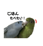 うちの子スタンプ2～サザナミインコ～（個別スタンプ：4）