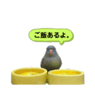 うちの子スタンプ2～サザナミインコ～（個別スタンプ：5）