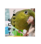 うちの子スタンプ2～サザナミインコ～（個別スタンプ：6）